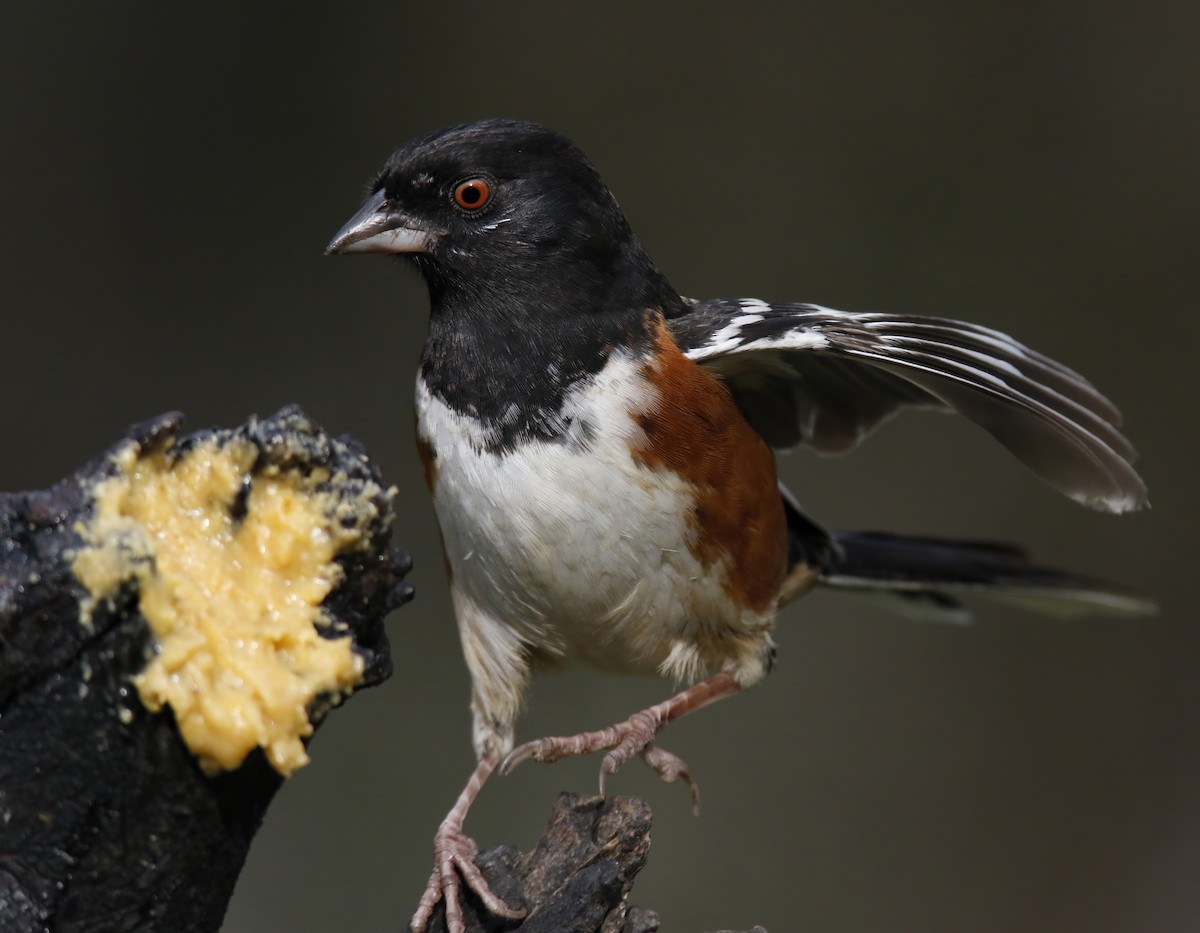 Spotted Towhee - ML614501457