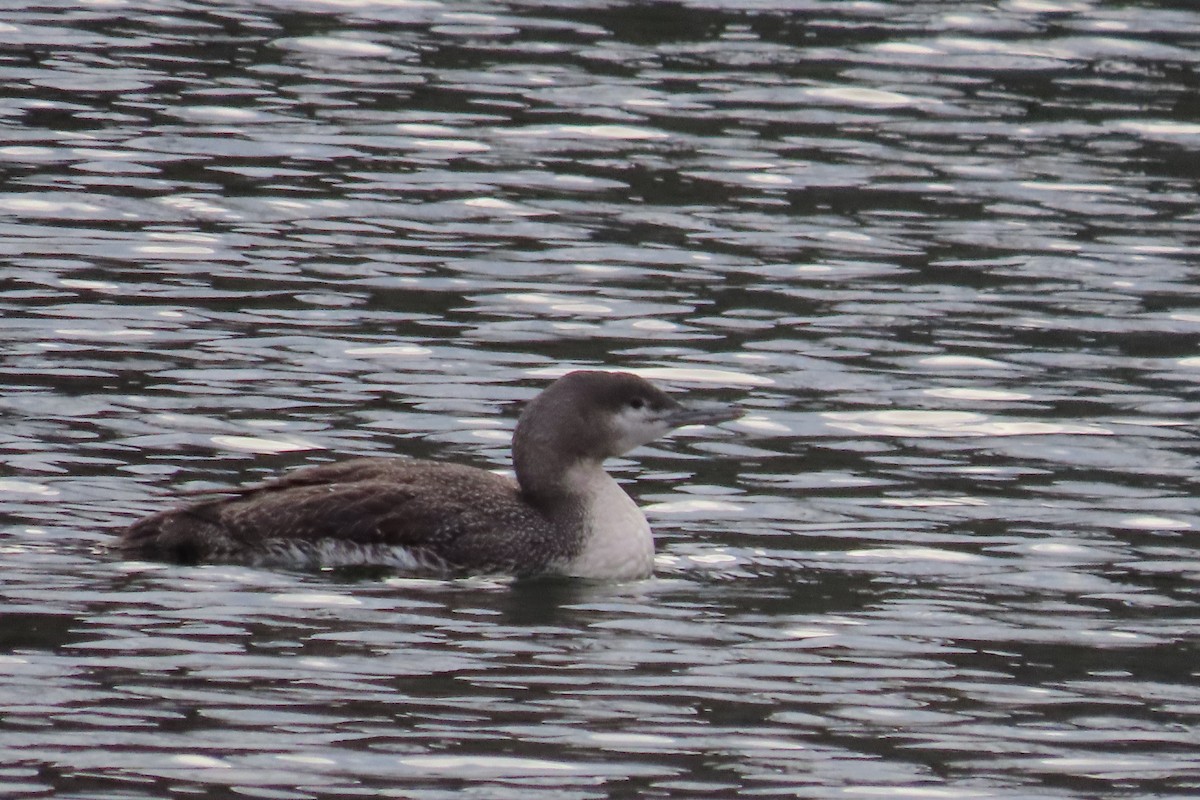 Red-throated Loon - ML614501508