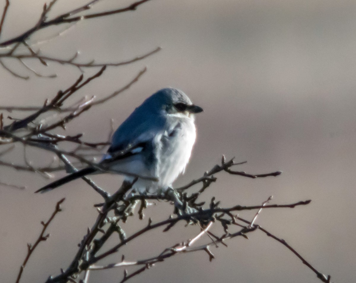 New York Breeding Bird Atlas Checklist 6 Feb 2024 Galeville Town