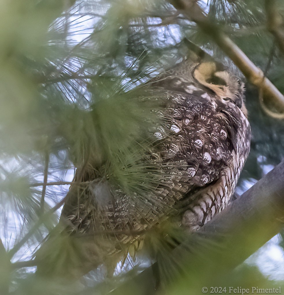 Long-eared Owl - ML614501728