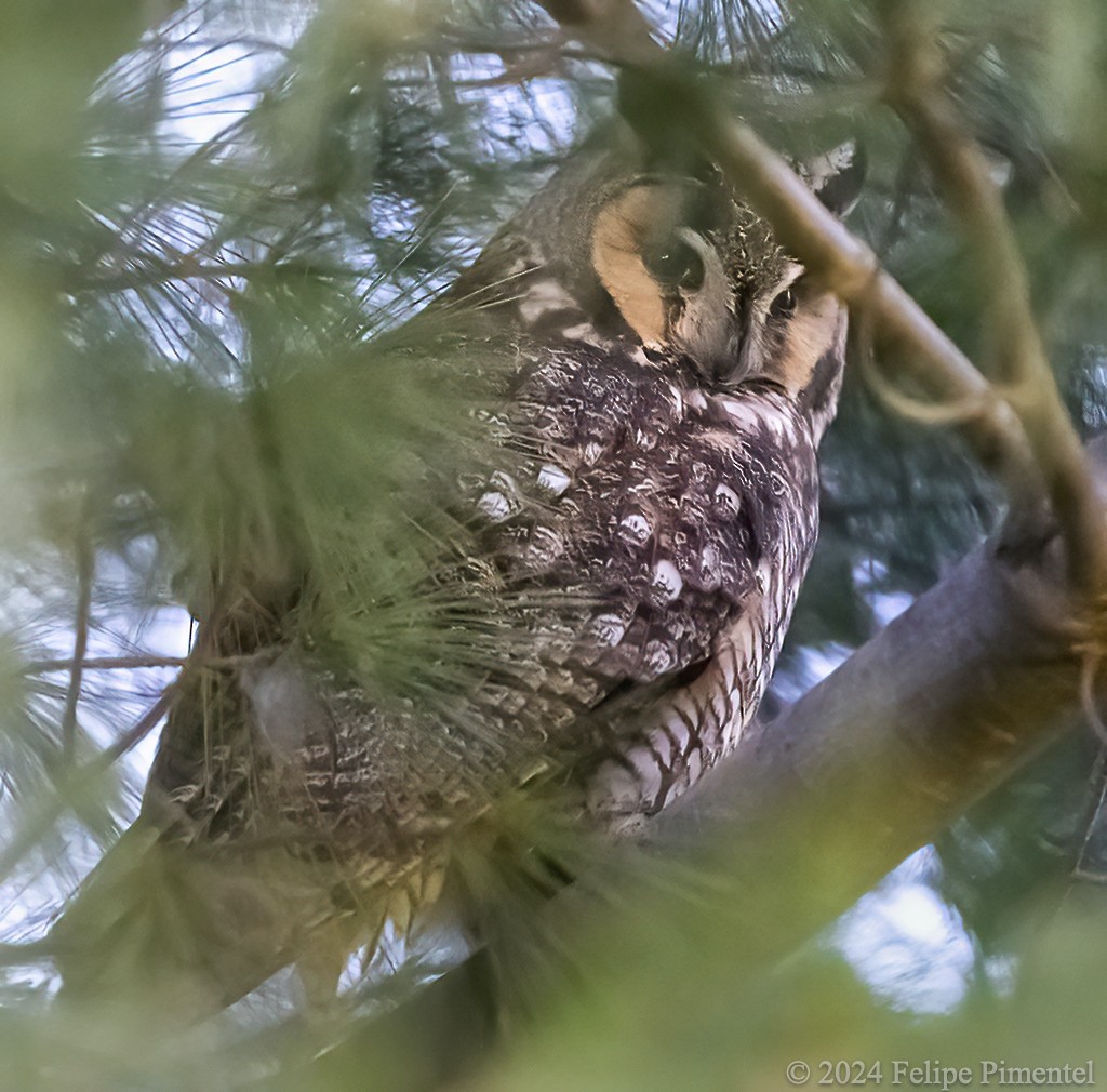 Long-eared Owl - ML614501729