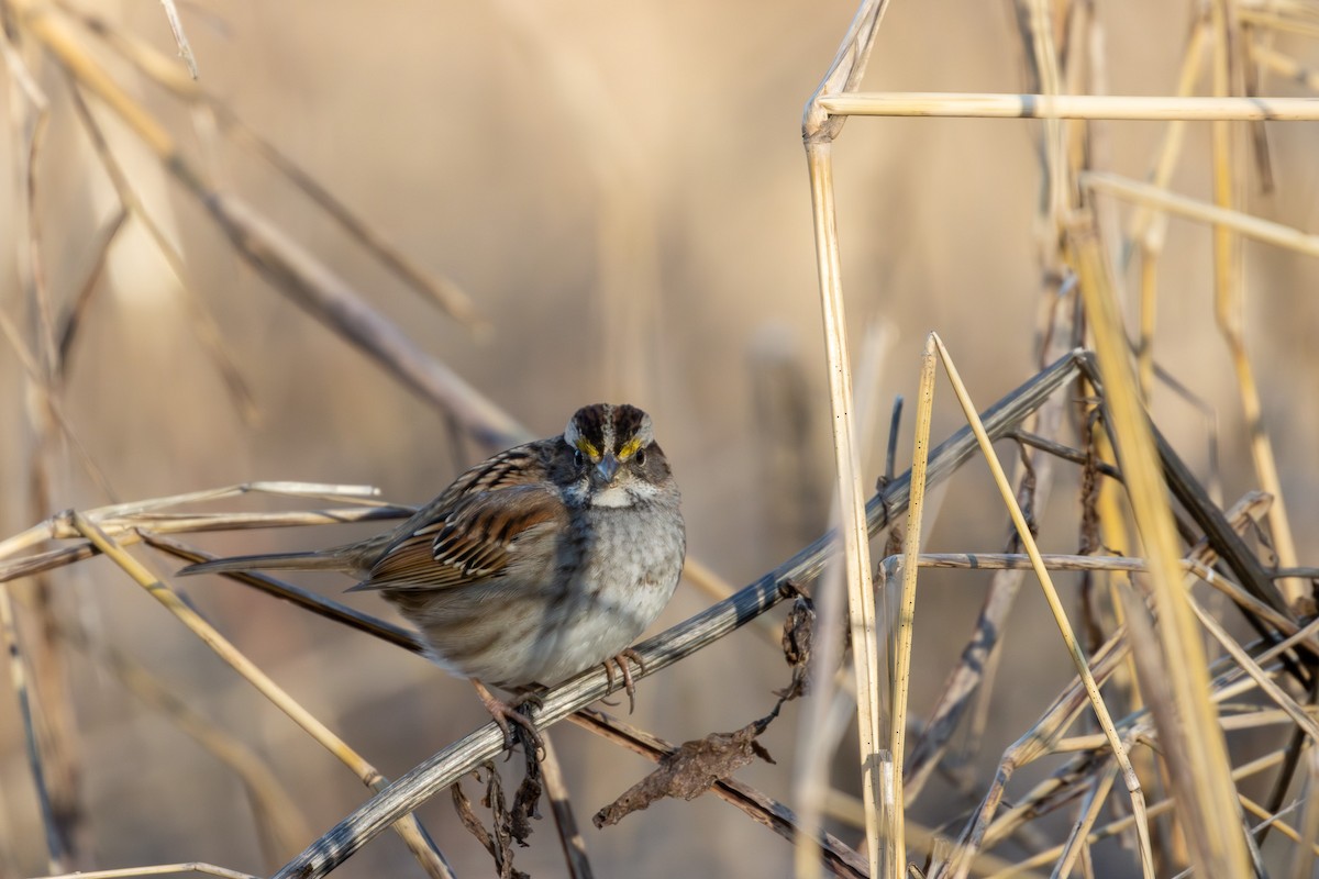 White-throated Sparrow - ML614501837