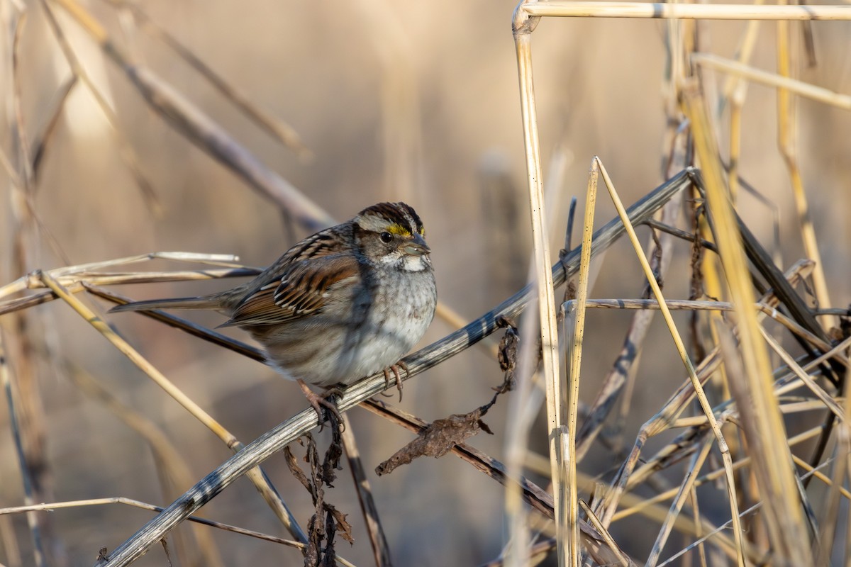 White-throated Sparrow - ML614501886