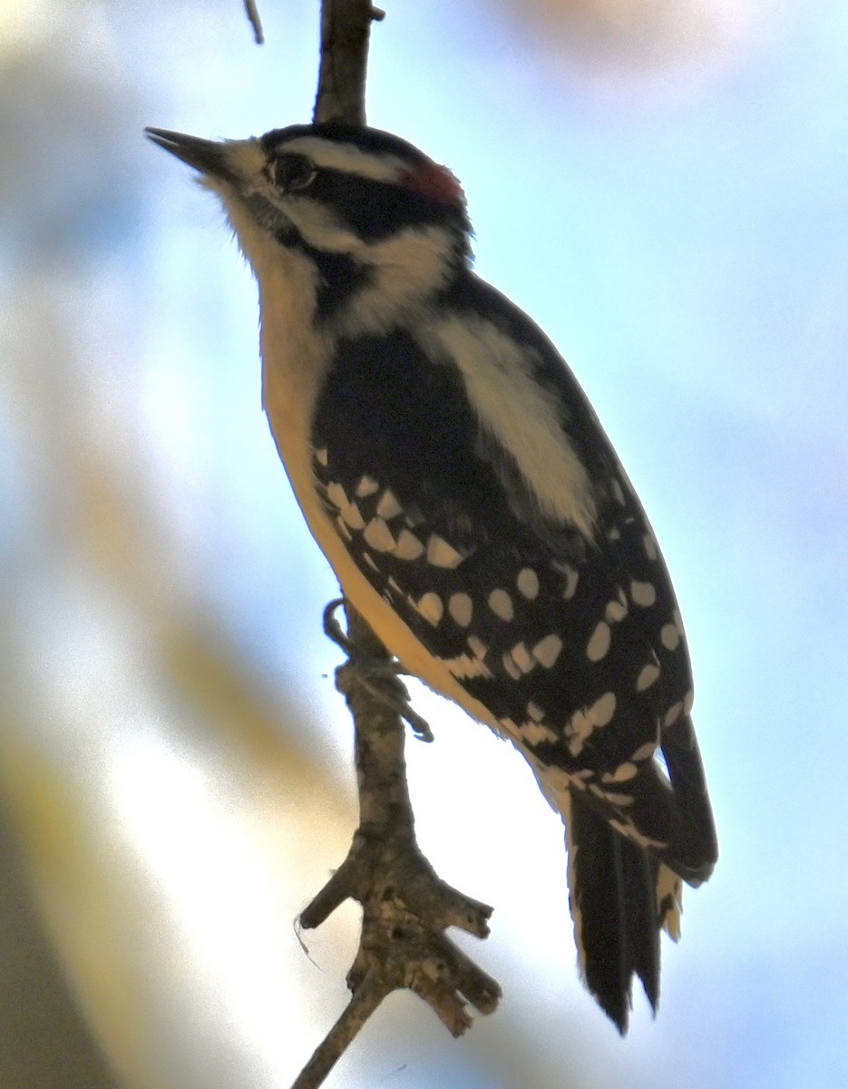 Downy Woodpecker - ML614502031