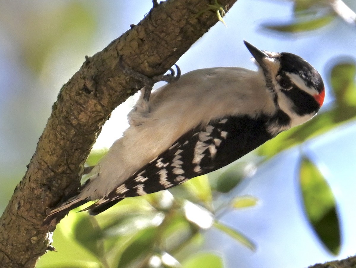 Downy Woodpecker - ML614502032