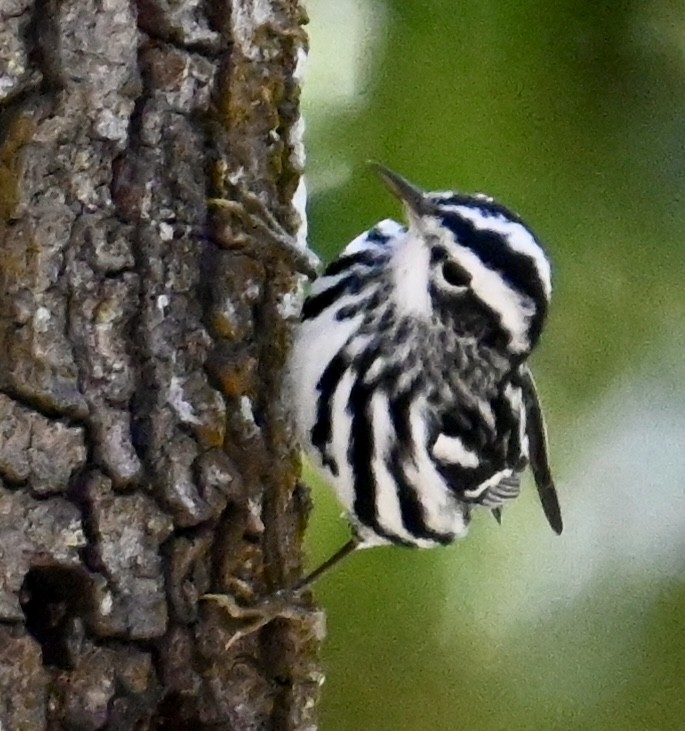 Black-and-white Warbler - ML614502048