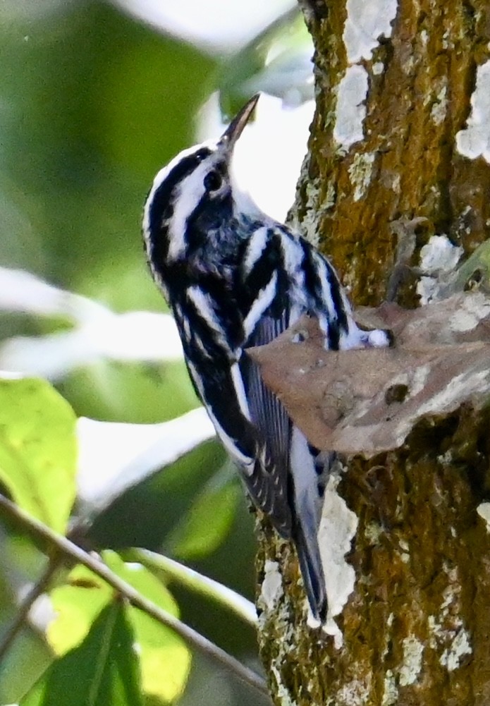 Black-and-white Warbler - ML614502049