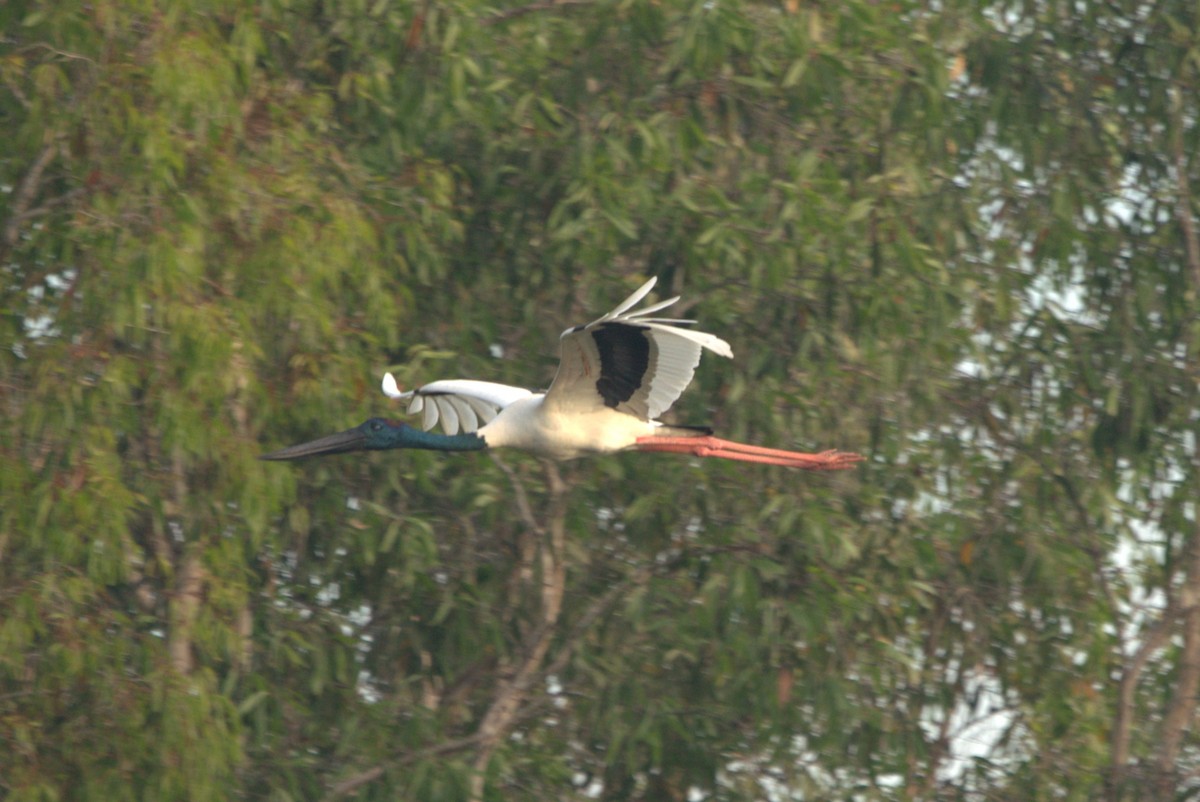 Black-necked Stork - ML614502156