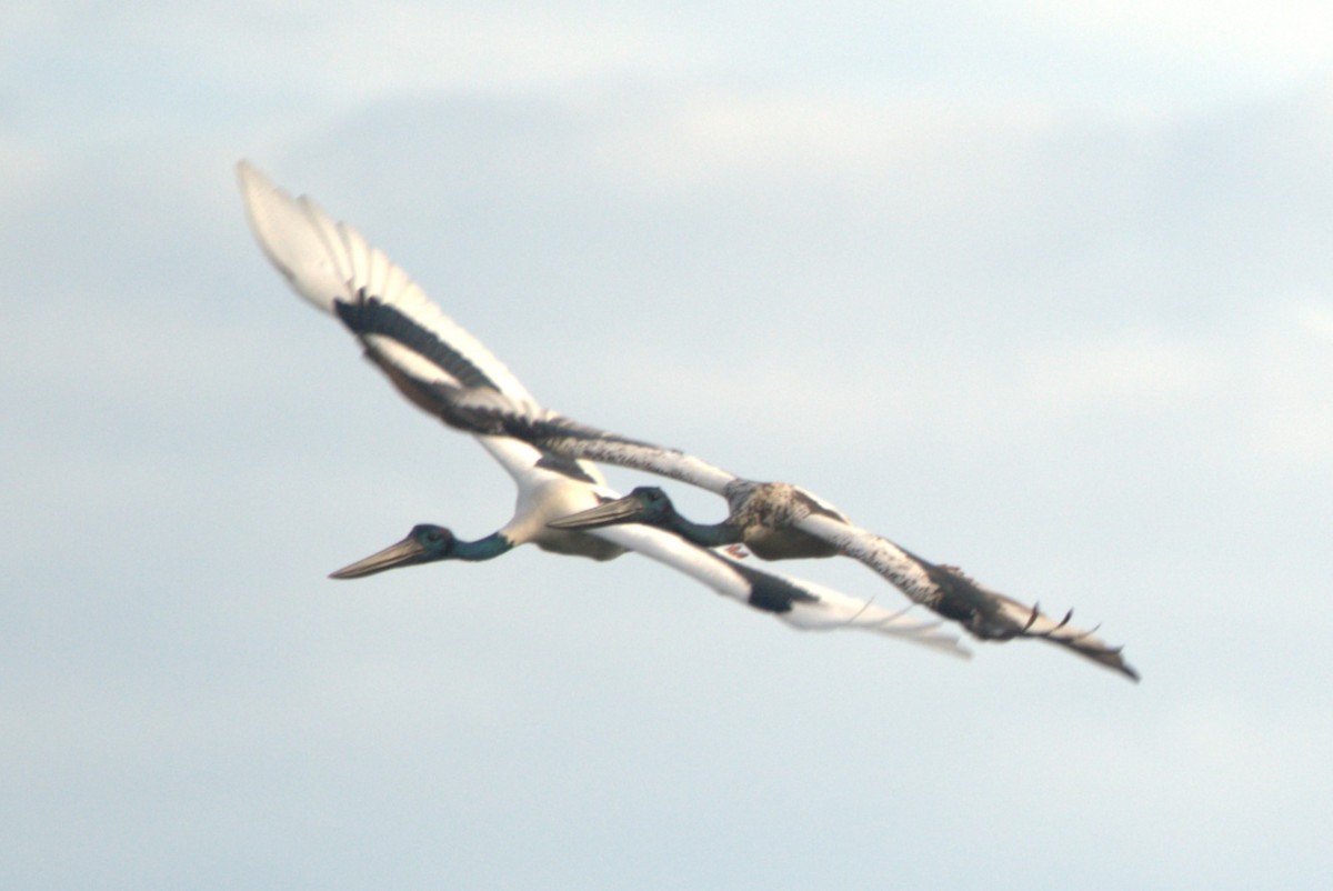 Black-necked Stork - ML614502157