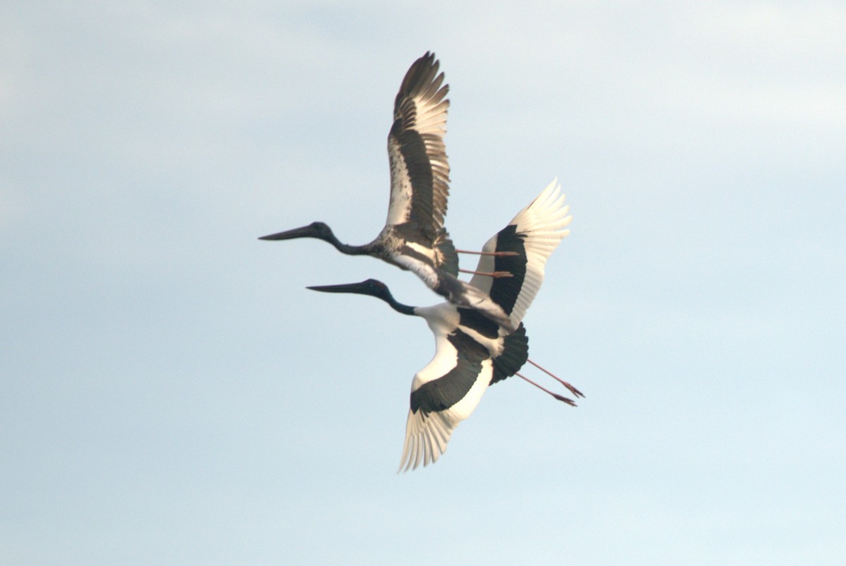 Black-necked Stork - ML614502159