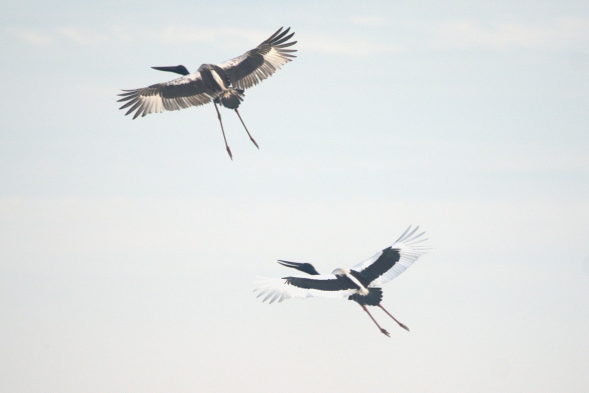Black-necked Stork - ML614502160