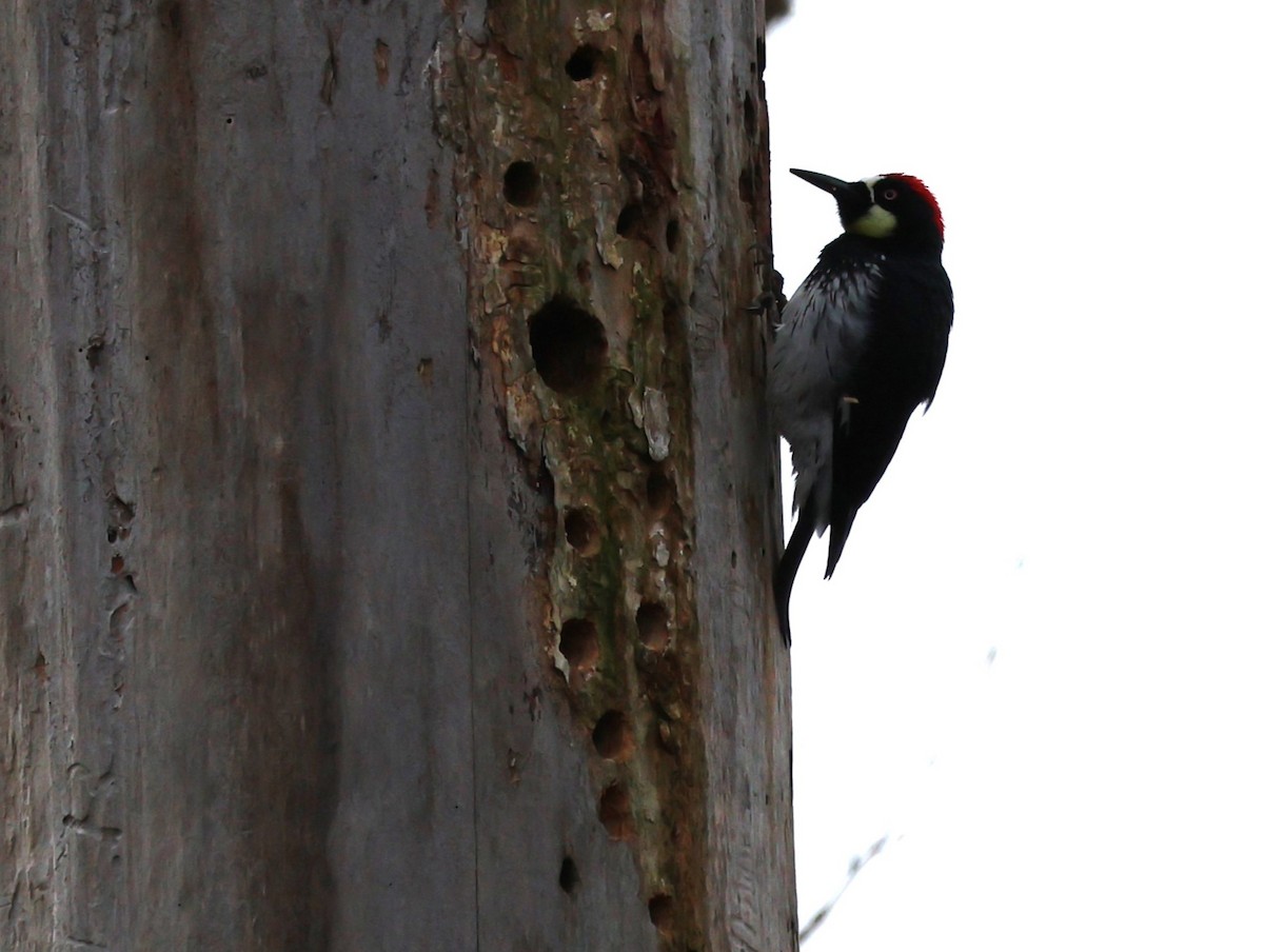 Acorn Woodpecker - ML614502297