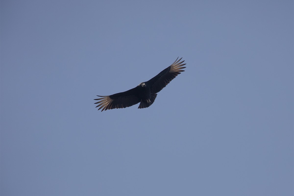 Black Vulture - Stefan Minnig