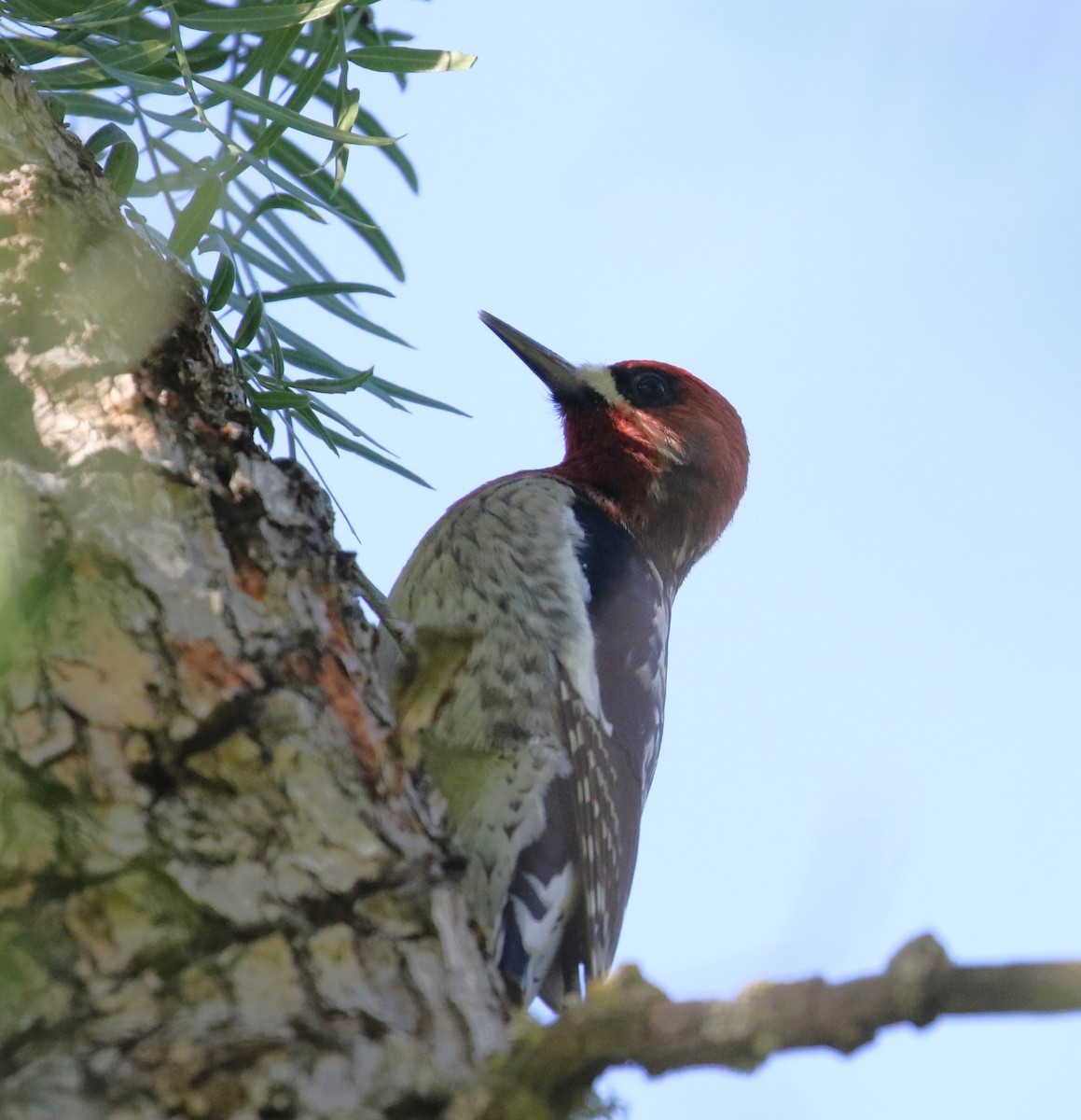Red-breasted Sapsucker - ML614502636
