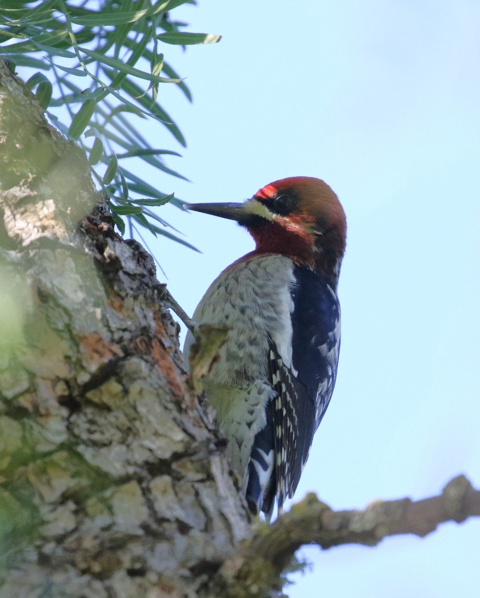 Red-breasted Sapsucker - ML614502638
