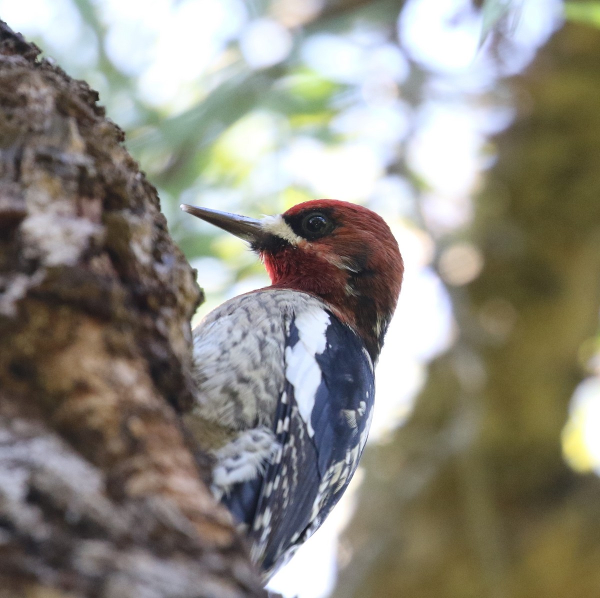 Red-breasted Sapsucker - ML614502640