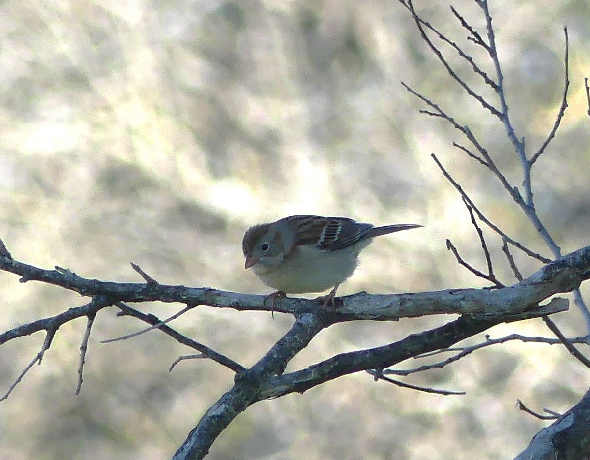 Field Sparrow - ML614502687