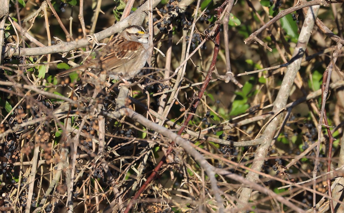 White-throated Sparrow - ML614502702