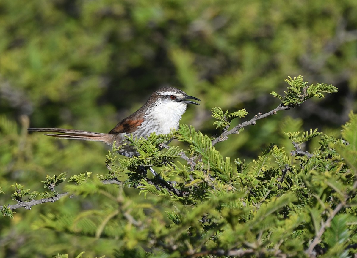 Great Spinetail - ML614502849