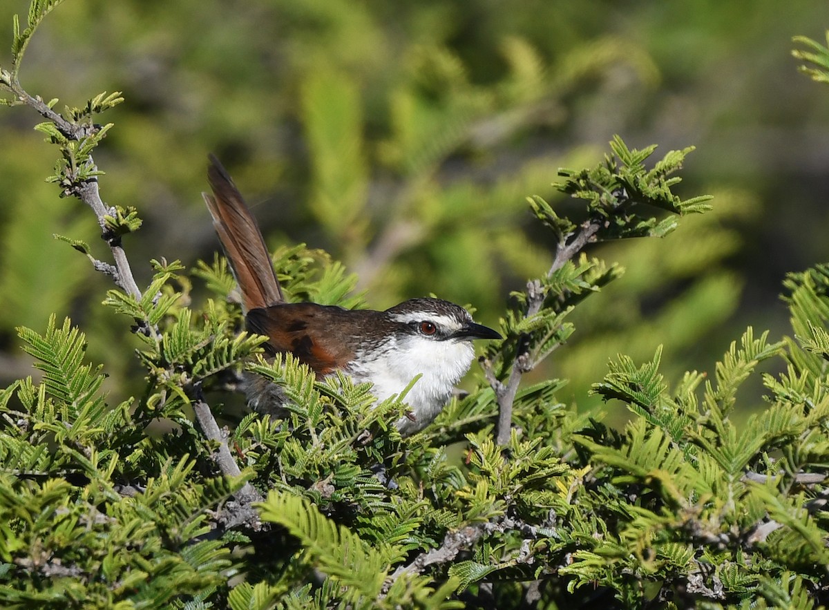 Great Spinetail - ML614502850