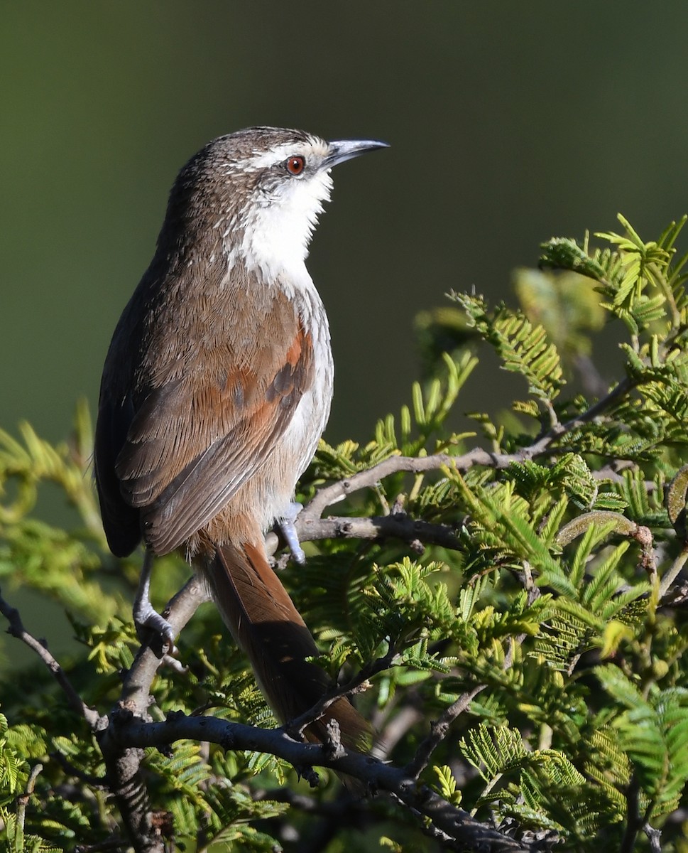 Great Spinetail - ML614502852
