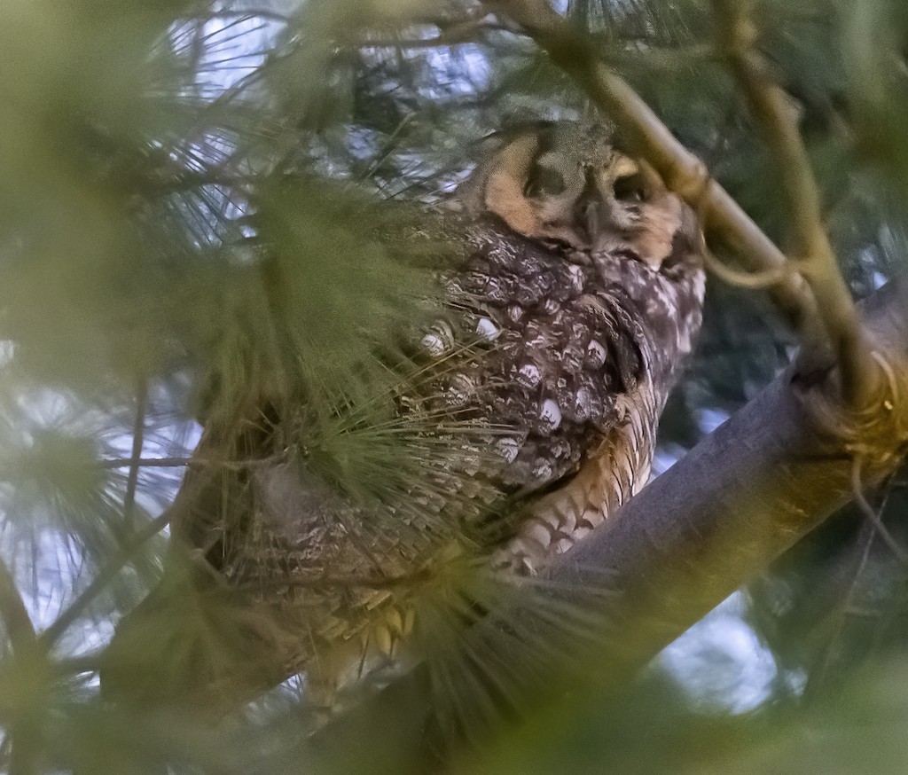 Long-eared Owl - ML614502933