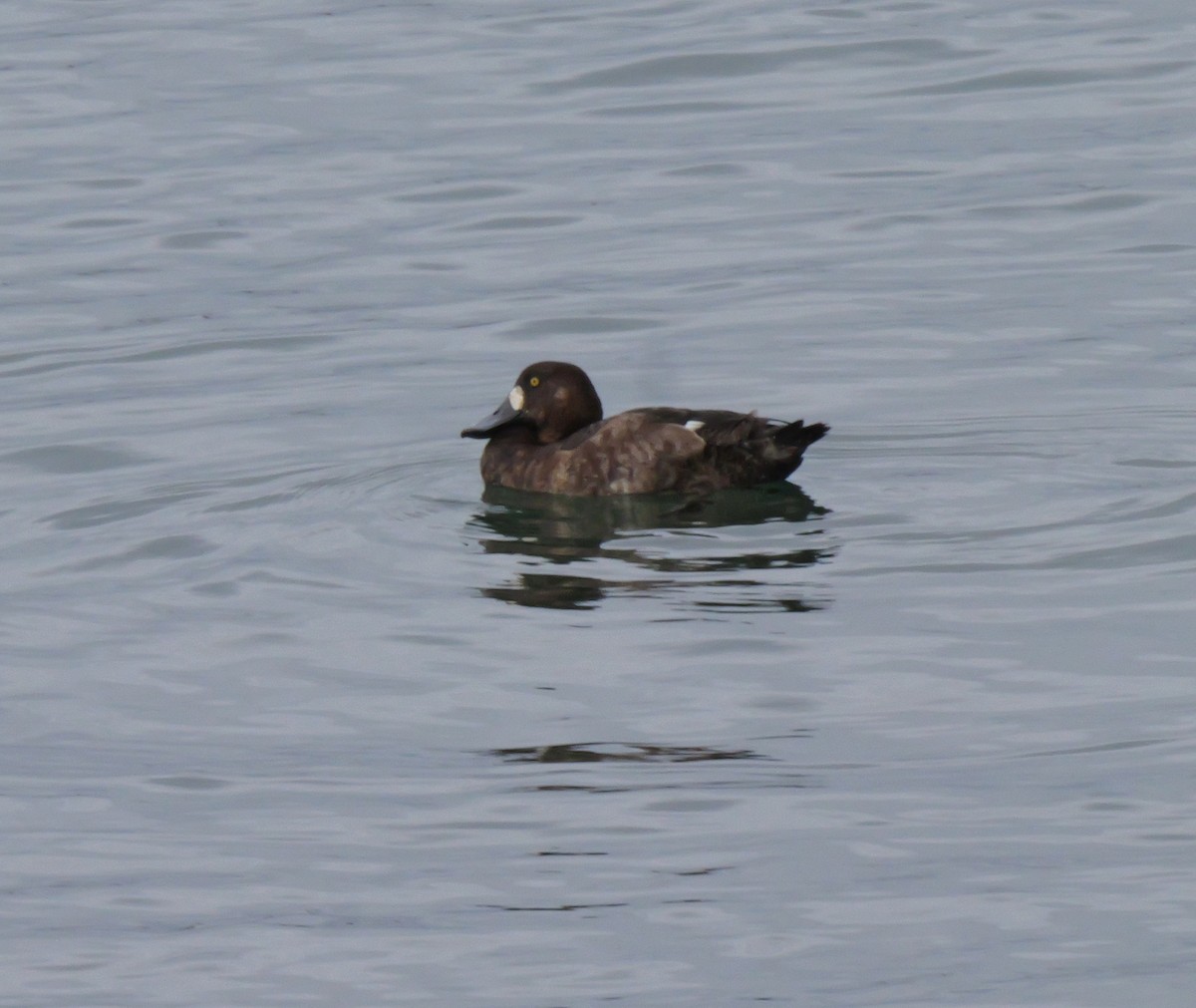 Greater Scaup - ML614503190