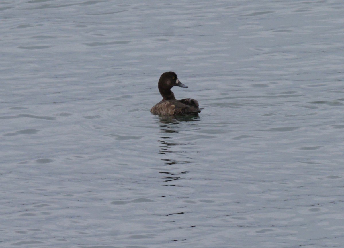 Greater Scaup - ML614503191