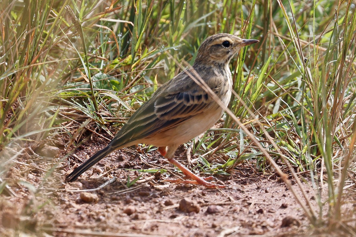 African Pipit - ML614503291