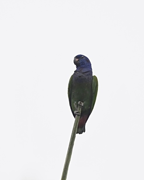 Blue-headed Parrot (Blue-headed) - ML614503476