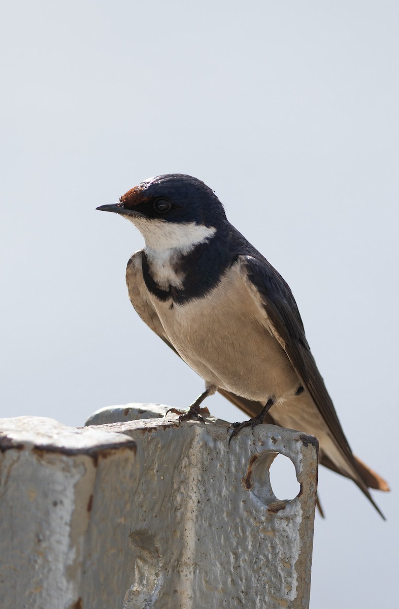 White-throated Swallow - Cassie Carstens