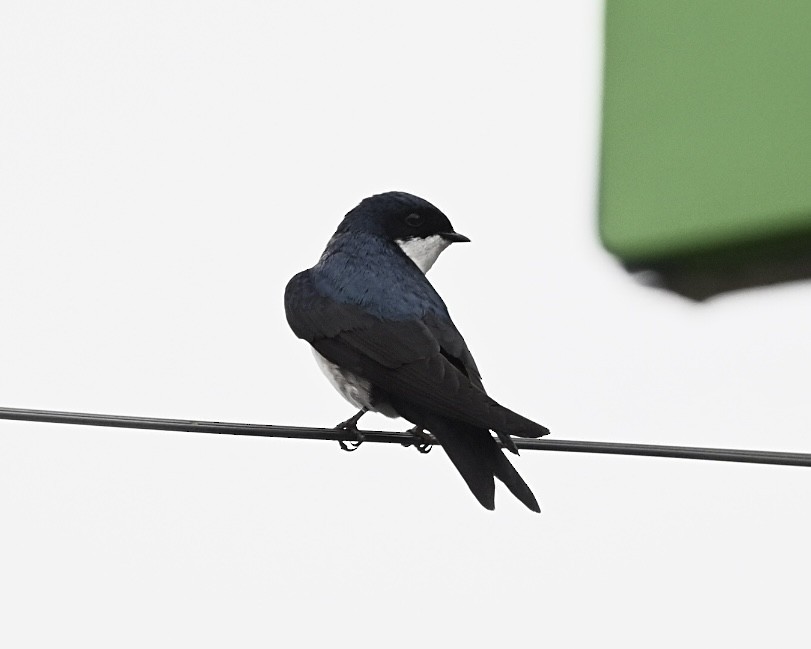 Blue-and-white Swallow (cyanoleuca) - ML614503828