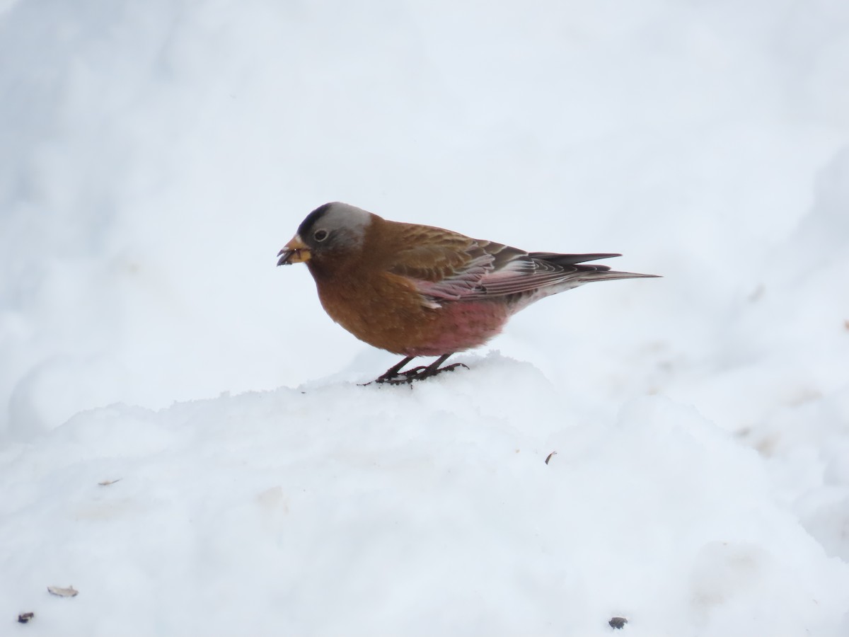 Gray-crowned Rosy-Finch (Hepburn's x Gray-crowned) - ML614503987