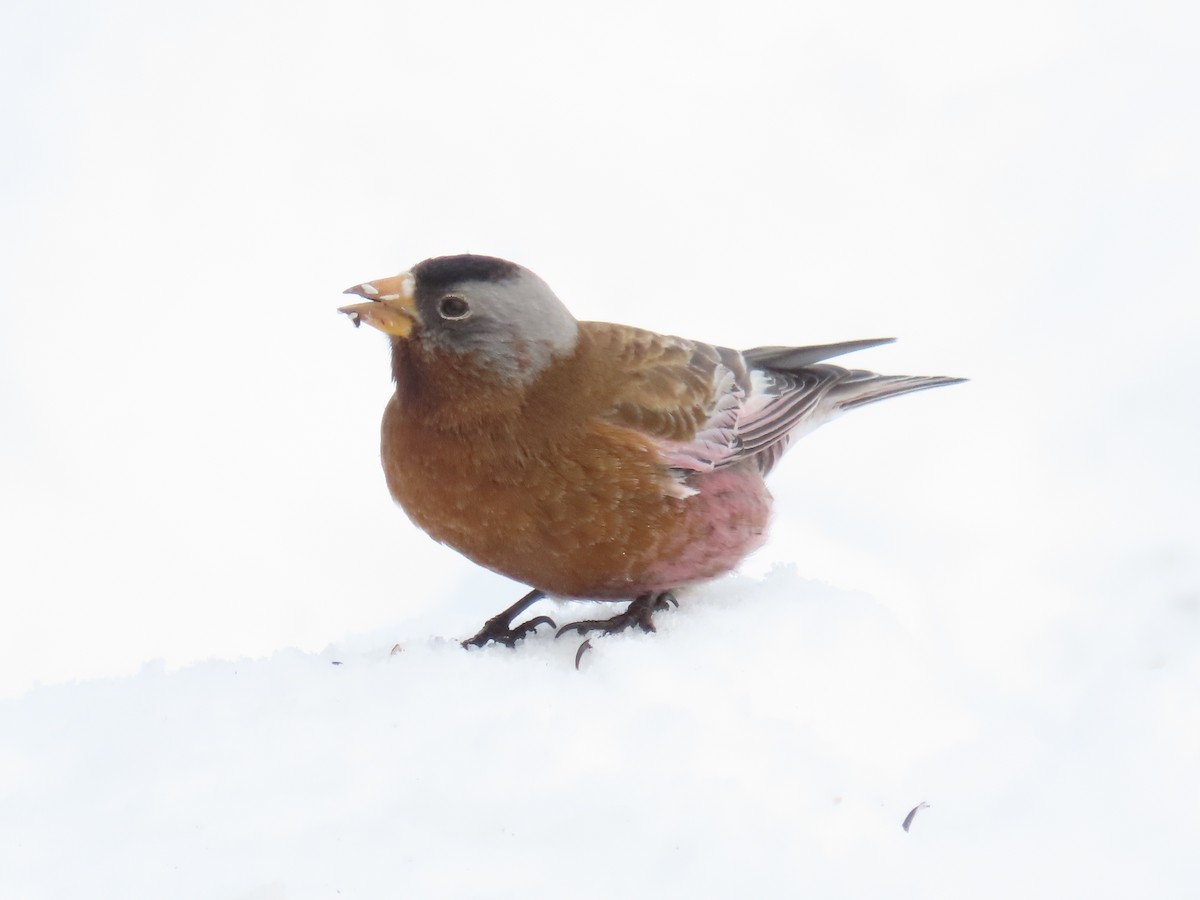 Gray-crowned Rosy-Finch (Hepburn's x Gray-crowned) - ML614504011