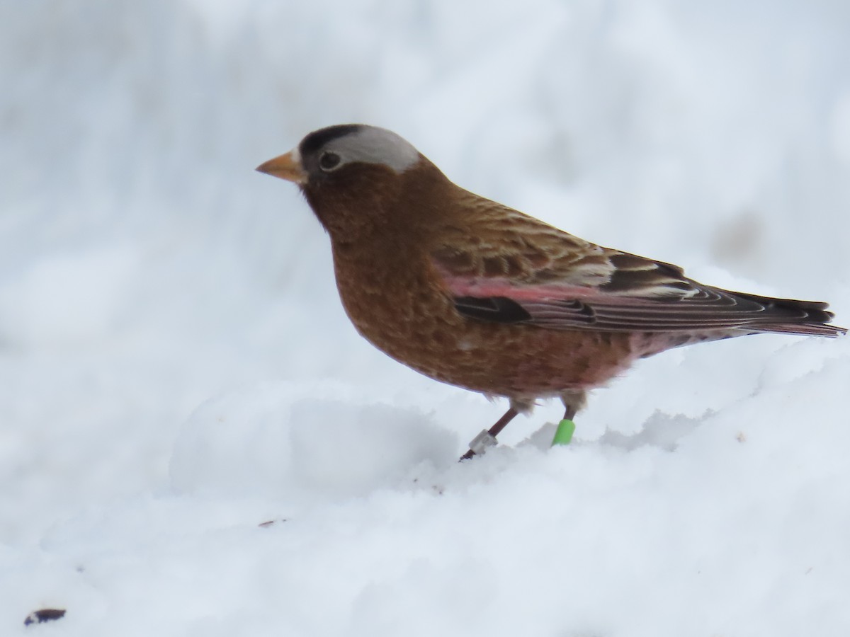 Gray-crowned Rosy-Finch (Gray-crowned) - ML614504021