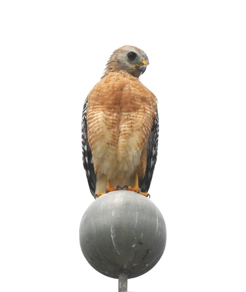 Red-shouldered Hawk (extimus) - ML614504030