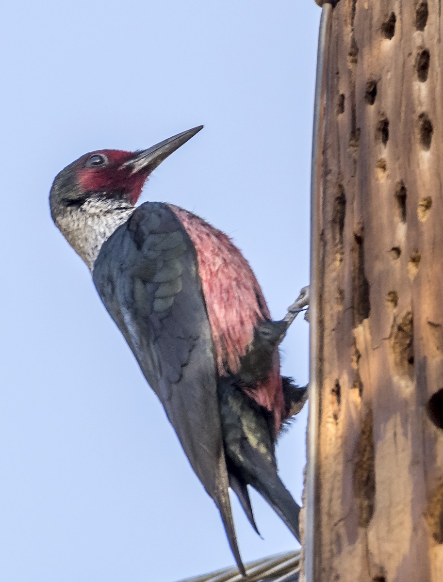 Lewis's Woodpecker - Ken  Czworka