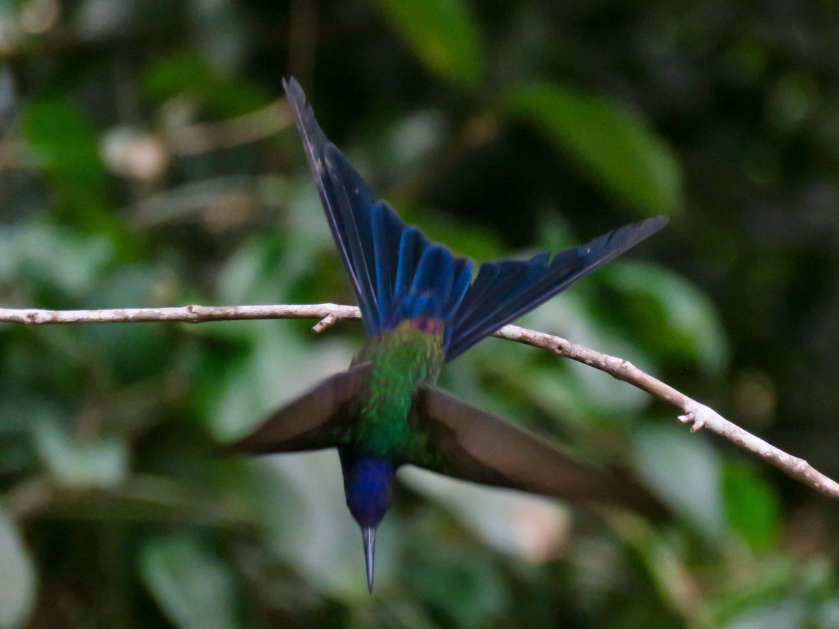 Swallow-tailed Hummingbird - ML614504477