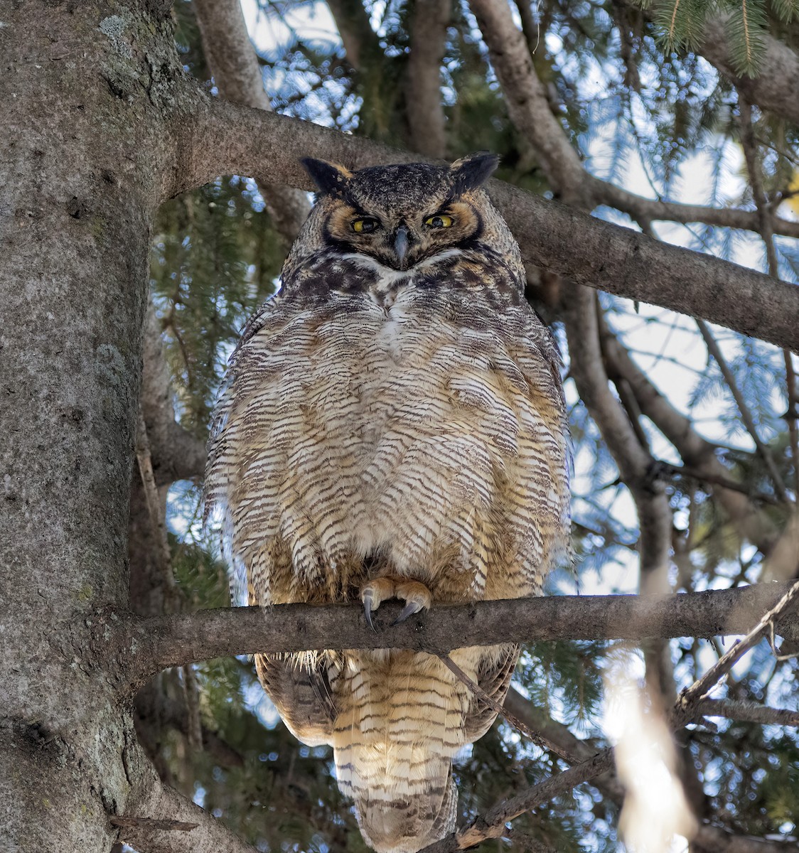 Great Horned Owl - ML614504678