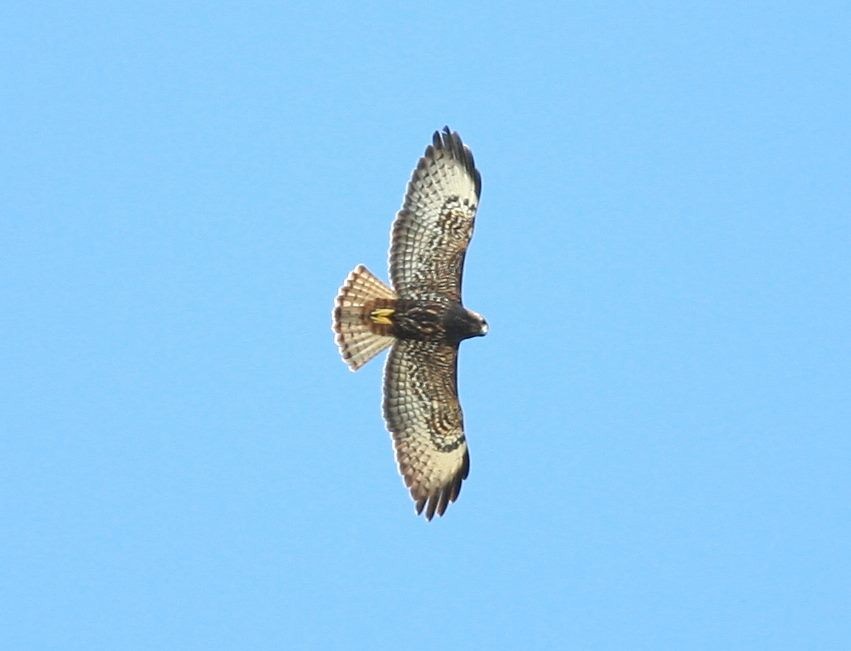 Short-tailed Hawk - ML614504713