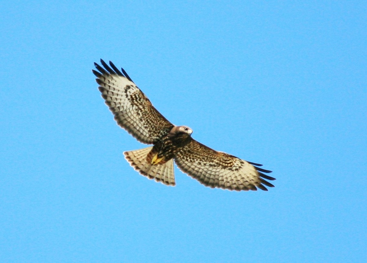 Short-tailed Hawk - ML614504801