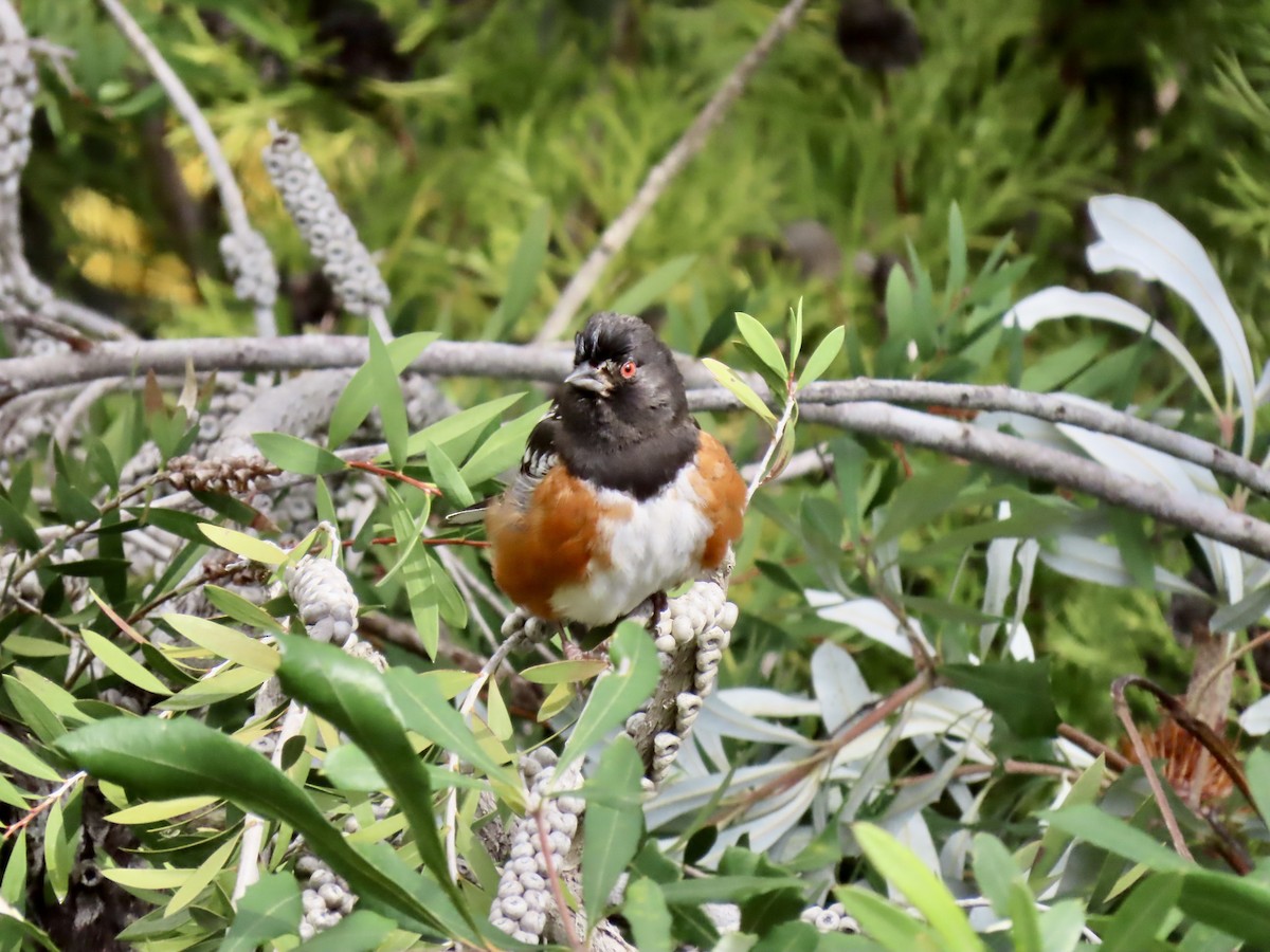 Spotted Towhee - ML614504829