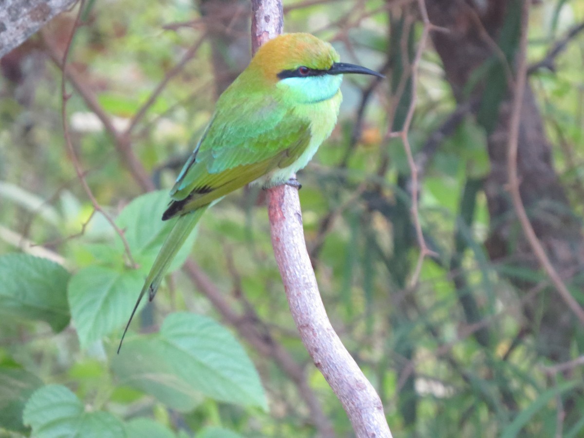 Asian Green Bee-eater - Christian Cholette