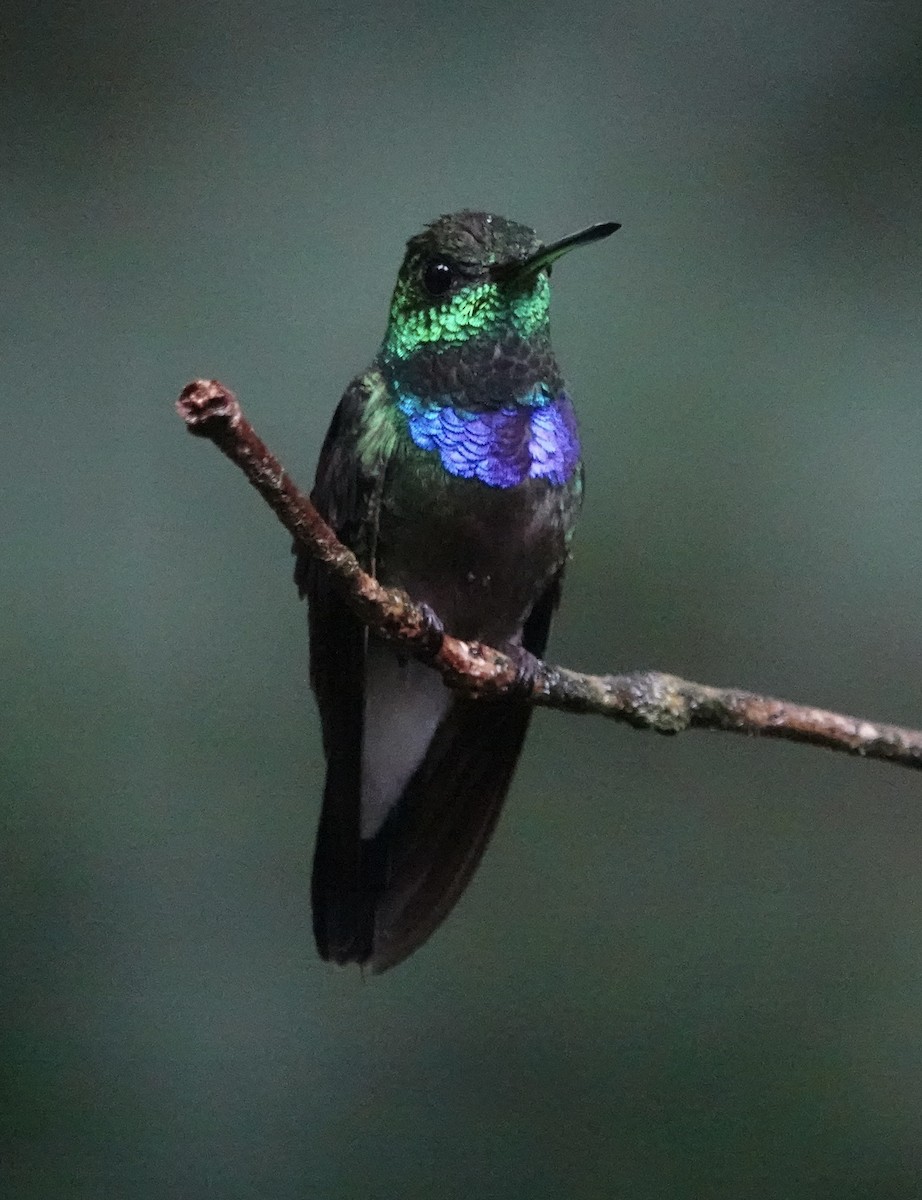 Purple-chested Hummingbird - ML614504894