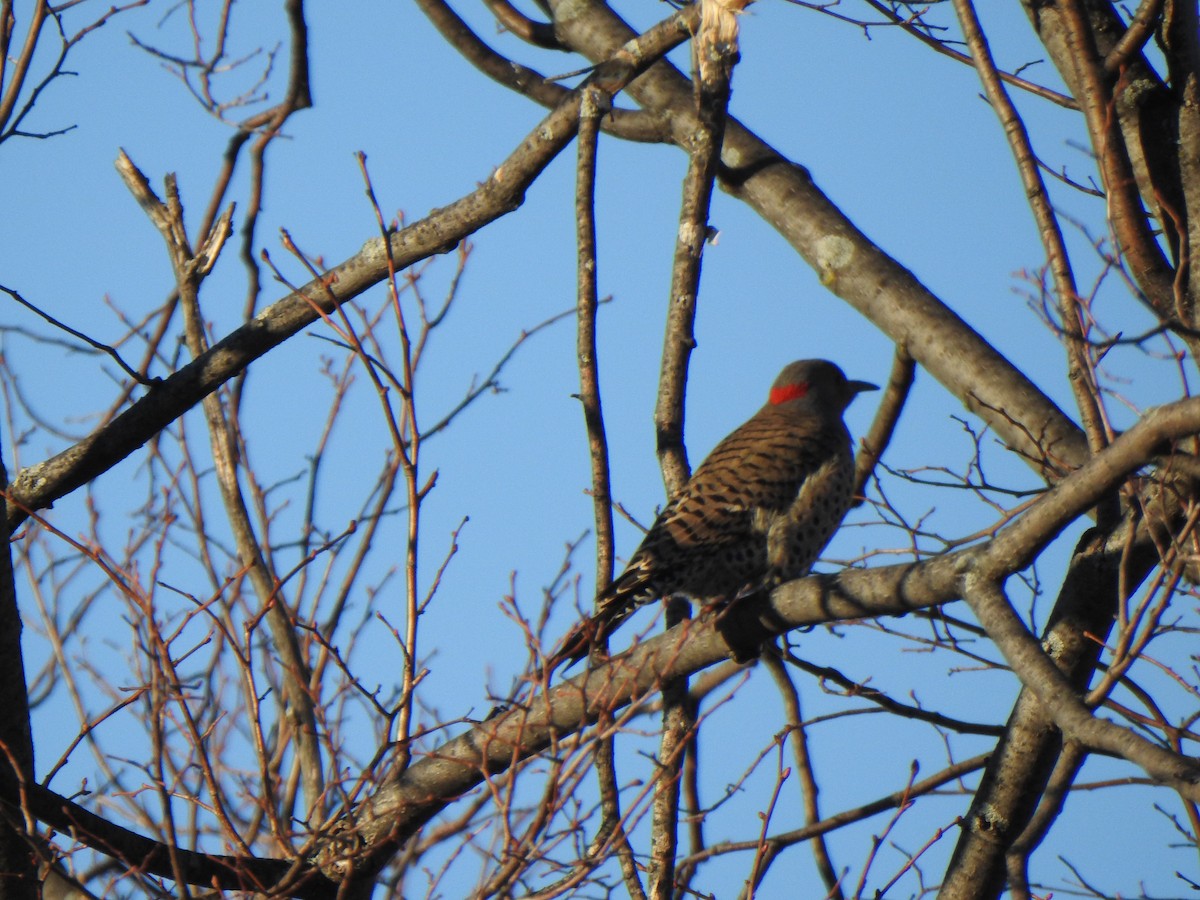Northern Flicker (Yellow-shafted) - ML614505152