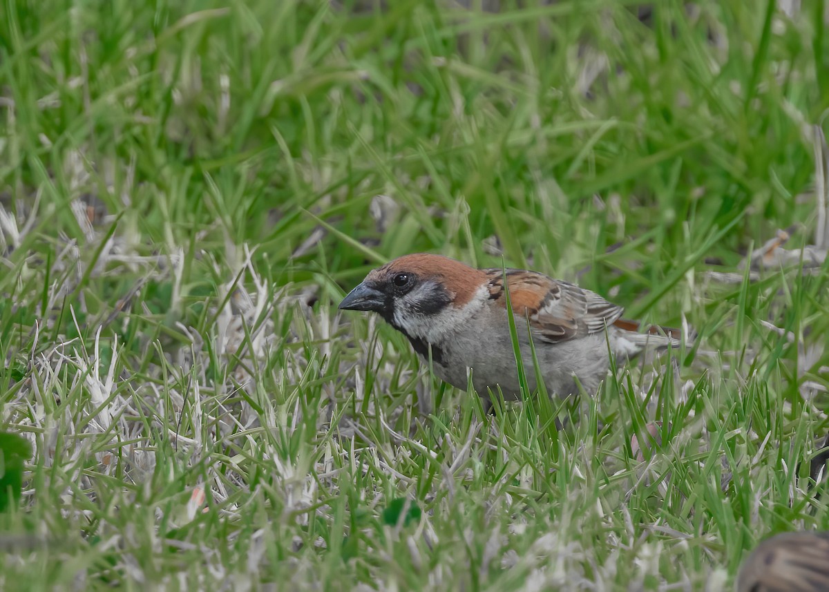 Eurasian Tree Sparrow - ML614505214