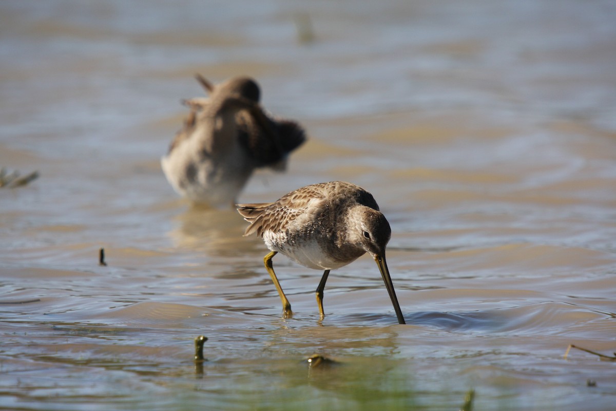 Long-billed Dowitcher - ML614505248