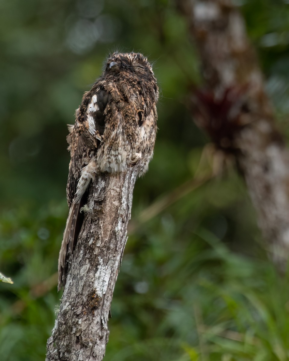 Andean Potoo - ML614505287