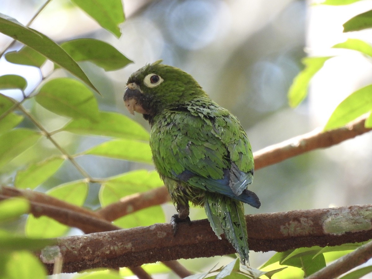 Green Parakeet (Red-throated) - ML614505319