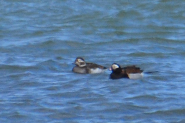 Long-tailed Duck - ML614505364